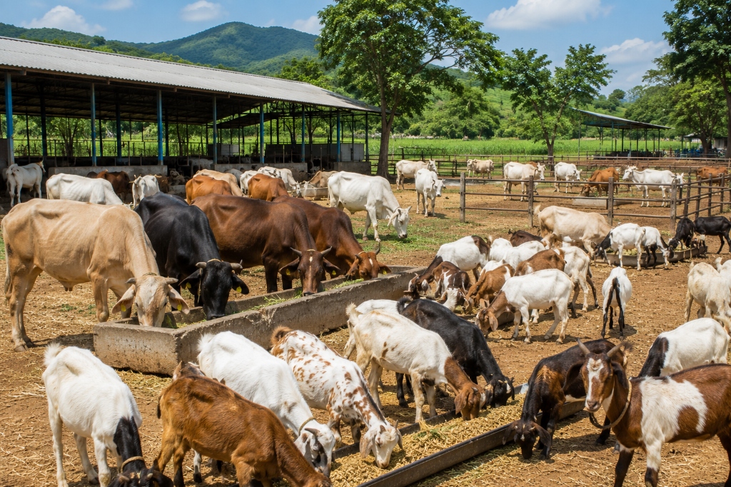 MHS Agro commercial livestock farm